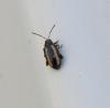 Phyllotreta undulata